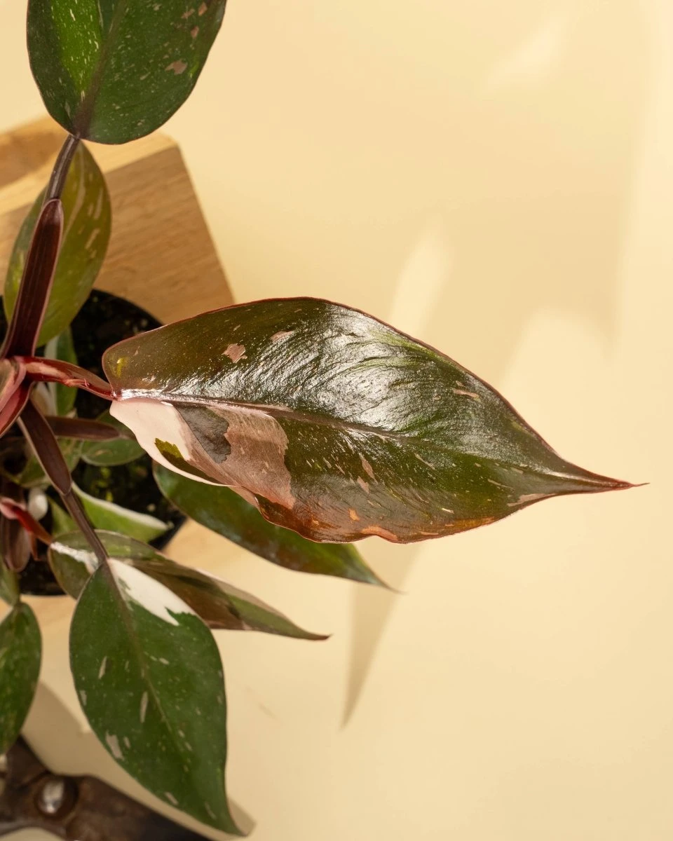 Philodendron Red Anderson ‘Pink Knight’ – Rare Variegated Hybrid 13 Philodendron Red Anderson ‘Pink Knight’ – Rare Variegated Hybrid - Image 11