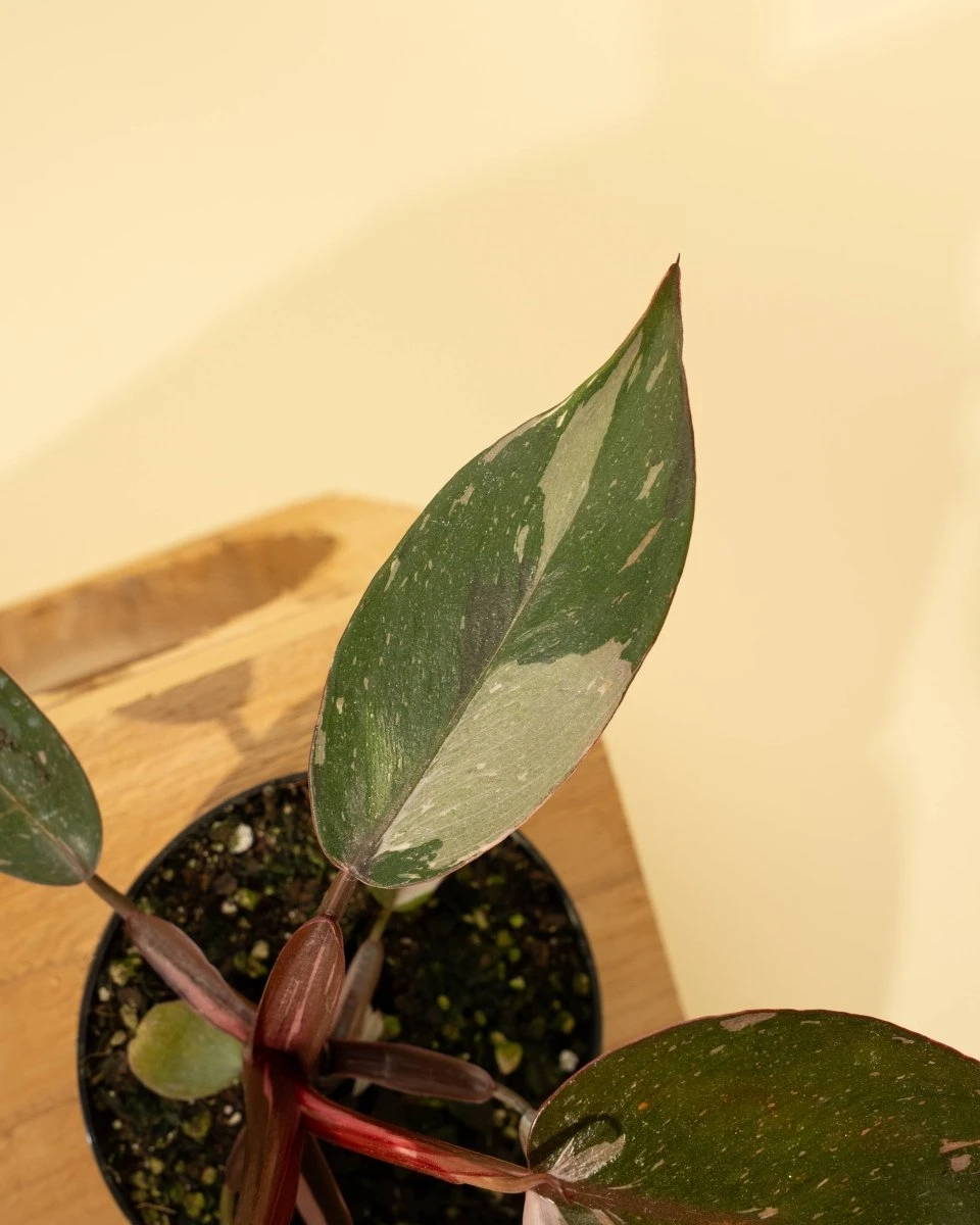 Philodendron Red Anderson ‘Pink Knight’ – Rare Variegated Hybrid 12 Philodendron Red Anderson ‘Pink Knight’ – Rare Variegated Hybrid - Image 10