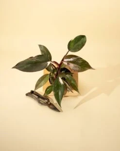 Philodendron Red Anderson ‘Pink Knight’ – Rare Variegated Hybrid 16 Philodendron Red Anderson ‘Pink Knight’ – Rare Variegated Hybrid -Ed's plant shop philodendron red anderson pink knight rare variegated hybrid 4293962