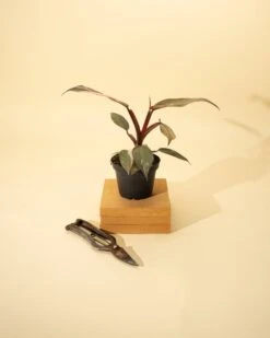 Philodendron Red Anderson ‘Pink Knight’ – Rare Variegated Hybrid 15 Philodendron Red Anderson ‘Pink Knight’ – Rare Variegated Hybrid -Ed's plant shop philodendron red anderson pink knight rare variegated hybrid 4323480