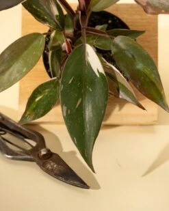 Philodendron Red Anderson ‘Pink Knight’ – Rare Variegated Hybrid 21 Philodendron Red Anderson ‘Pink Knight’ – Rare Variegated Hybrid -Ed's plant shop philodendron red anderson pink knight rare variegated hybrid 6123572