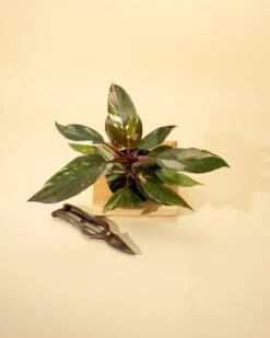 Philodendron Red Anderson ‘Pink Knight’ – Rare Variegated Hybrid 17 Philodendron Red Anderson ‘Pink Knight’ – Rare Variegated Hybrid -Ed's plant shop philodendron red anderson pink knight rare variegated hybrid 7748886