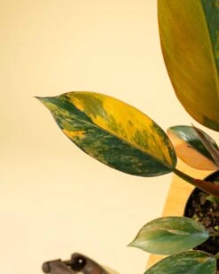 Philodendron Red Congo ‘Red Hot’ – Rare Variegated Houseplant 22 Philodendron Red Congo ‘Red Hot’ – Rare Variegated Houseplant -Ed's plant shop philodendron red congo red hot rare variegated houseplant 1557624