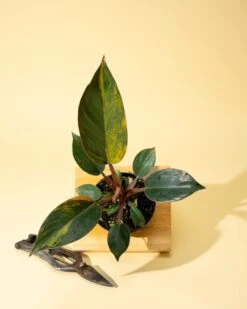 Philodendron Red Congo ‘Red Hot’ – Rare Variegated Houseplant 17 Philodendron Red Congo ‘Red Hot’ – Rare Variegated Houseplant -Ed's plant shop philodendron red congo red hot rare variegated houseplant 1863368