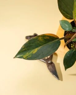 Philodendron Red Congo ‘Red Hot’ – Rare Variegated Houseplant 21 Philodendron Red Congo ‘Red Hot’ – Rare Variegated Houseplant -Ed's plant shop philodendron red congo red hot rare variegated houseplant 3225270