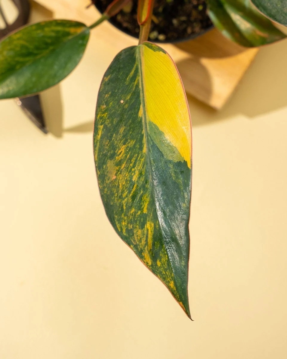 Philodendron Red Congo ‘Red Hot’ – Rare Variegated Houseplant 13 Philodendron Red Congo ‘Red Hot’ – Rare Variegated Houseplant - Image 11