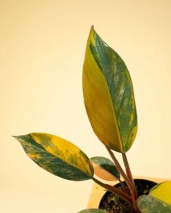 Philodendron Red Congo ‘Red Hot’ – Rare Variegated Houseplant 23 Philodendron Red Congo ‘Red Hot’ – Rare Variegated Houseplant -Ed's plant shop philodendron red congo red hot rare variegated houseplant 3551953