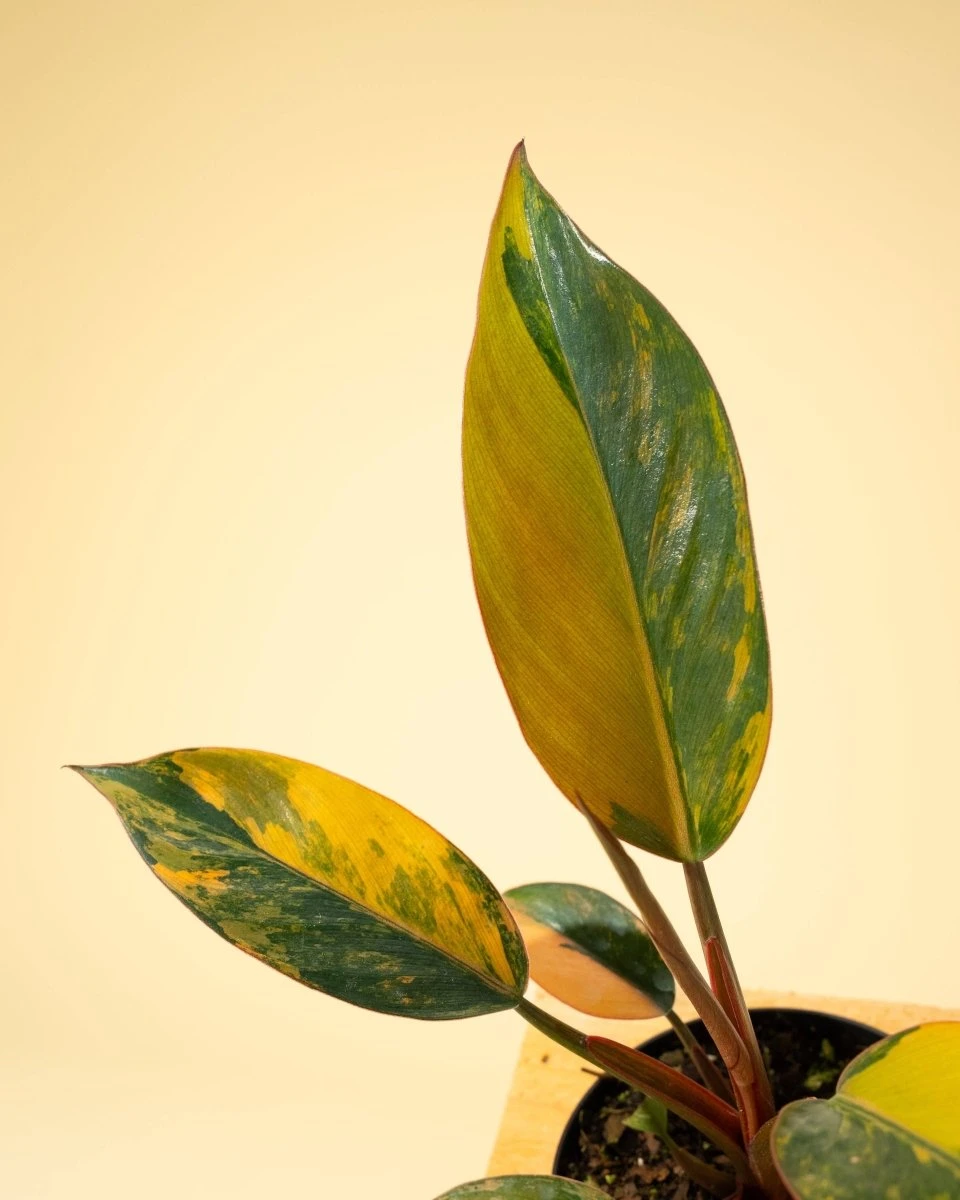 Philodendron Red Congo ‘Red Hot’ – Rare Variegated Houseplant 11 Philodendron Red Congo ‘Red Hot’ – Rare Variegated Houseplant - Image 9