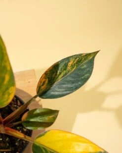 Philodendron Red Congo ‘Red Hot’ – Rare Variegated Houseplant 24 Philodendron Red Congo ‘Red Hot’ – Rare Variegated Houseplant -Ed's plant shop philodendron red congo red hot rare variegated houseplant 3569532