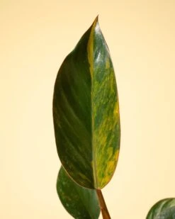 Philodendron Red Congo ‘Red Hot’ – Rare Variegated Houseplant 26 Philodendron Red Congo ‘Red Hot’ – Rare Variegated Houseplant -Ed's plant shop philodendron red congo red hot rare variegated houseplant 4068311