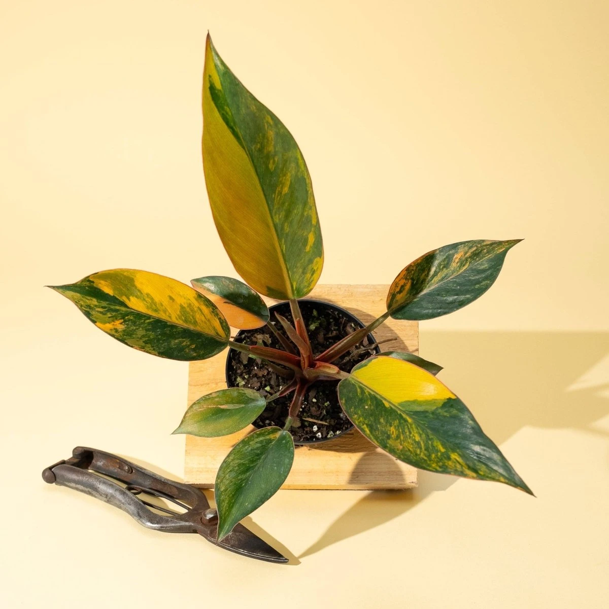 Philodendron Red Congo ‘Red Hot’ – Rare Variegated Houseplant 3 Philodendron Red Congo ‘Red Hot’ – Rare Variegated Houseplant