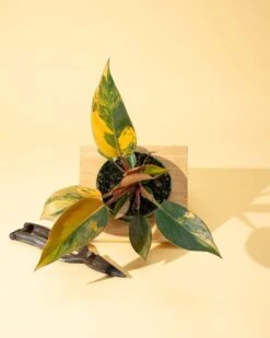 Philodendron Red Congo ‘Red Hot’ – Rare Variegated Houseplant 18 Philodendron Red Congo ‘Red Hot’ – Rare Variegated Houseplant -Ed's plant shop philodendron red congo red hot rare variegated houseplant 7160501