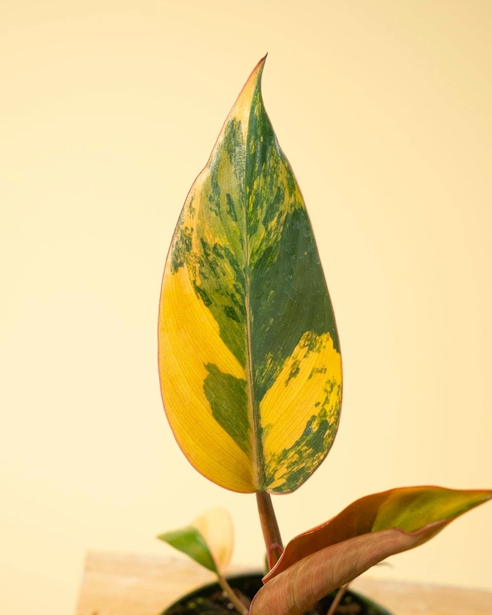 Philodendron Red Congo ‘Red Hot’ – Rare Variegated Houseplant 15 Philodendron Red Congo ‘Red Hot’ – Rare Variegated Houseplant - Image 13