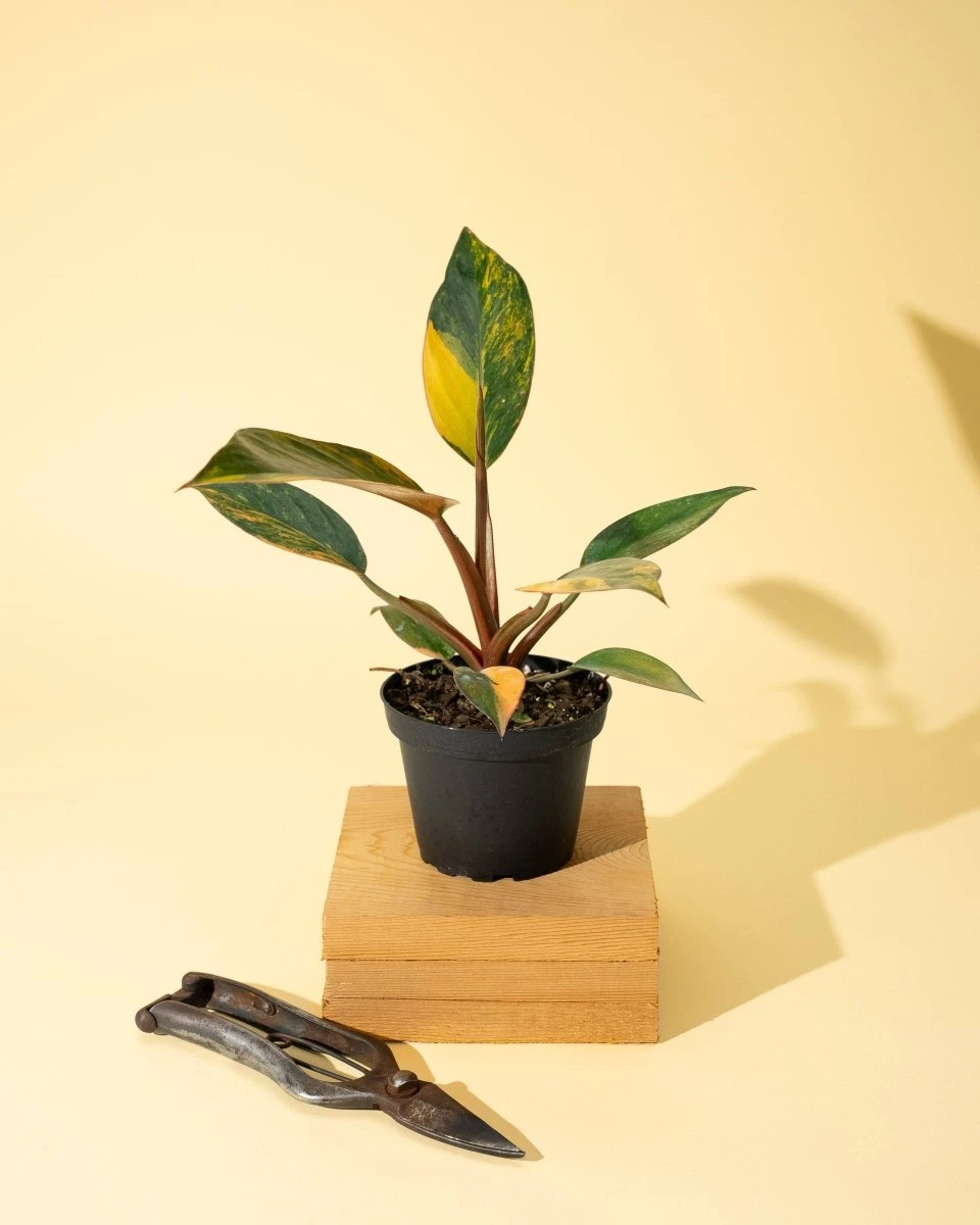 Philodendron Red Congo ‘Red Hot’ – Rare Variegated Houseplant 4 Philodendron Red Congo ‘Red Hot’ – Rare Variegated Houseplant - Image 2