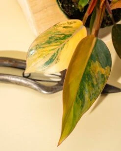 Philodendron Red Congo ‘Red Hot’ – Rare Variegated Houseplant 20 Philodendron Red Congo ‘Red Hot’ – Rare Variegated Houseplant -Ed's plant shop philodendron red congo red hot rare variegated houseplant 9064822