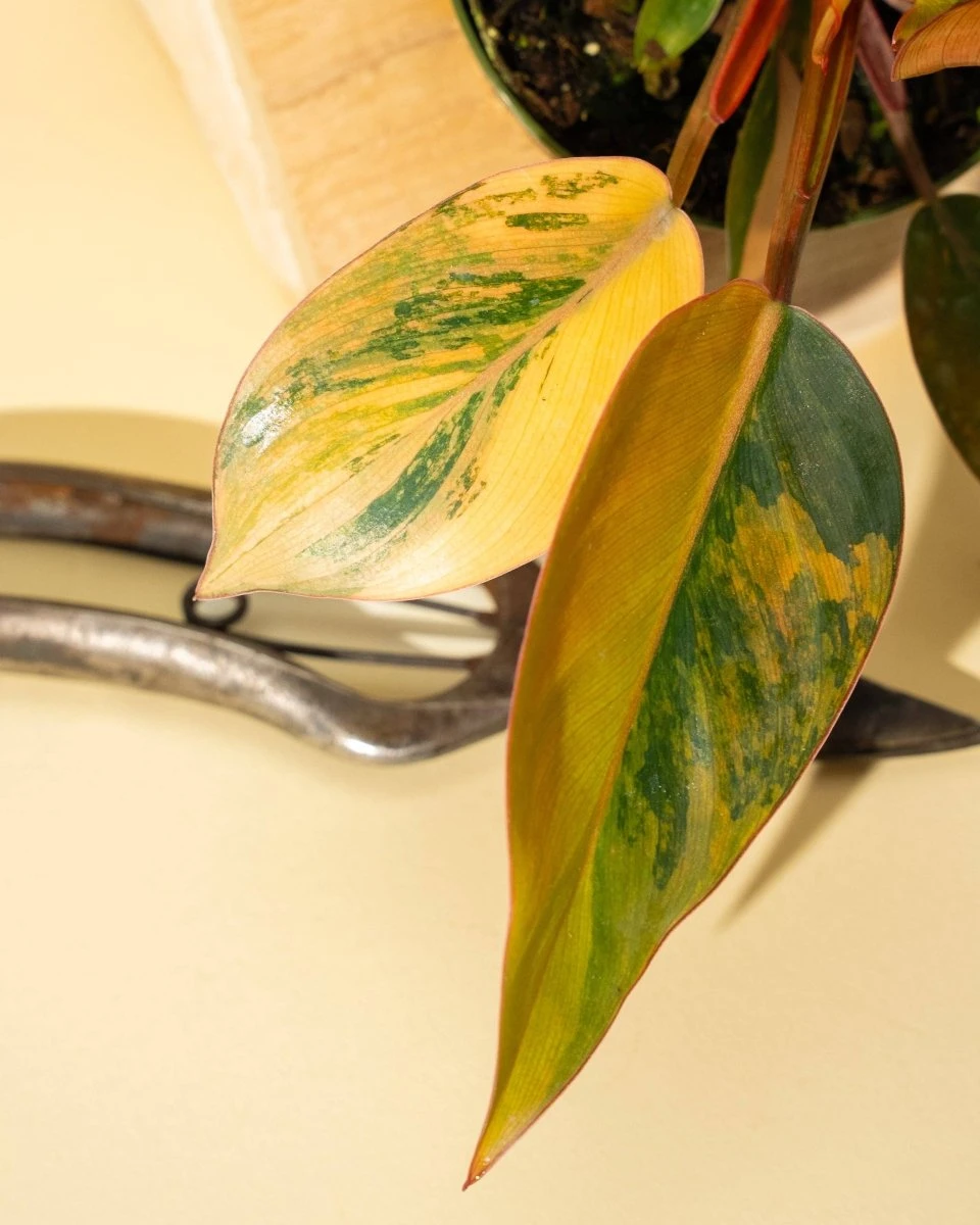 Philodendron Red Congo ‘Red Hot’ – Rare Variegated Houseplant 8 Philodendron Red Congo ‘Red Hot’ – Rare Variegated Houseplant - Image 6