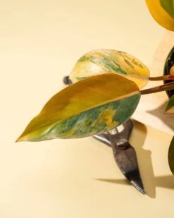 Philodendron Red Congo ‘Red Hot’ – Rare Variegated Houseplant 19 Philodendron Red Congo ‘Red Hot’ – Rare Variegated Houseplant -Ed's plant shop philodendron red congo red hot rare variegated houseplant 9081580