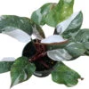 Philodendron Red Medusa™ – Rare Variegated Hybrid