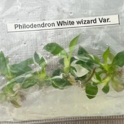 Philodendron Royal Flush Plantlets (4 Packs Of 5) - -Ed's plant shop philodendron royal flush plantlets 4 packs of 5 875741