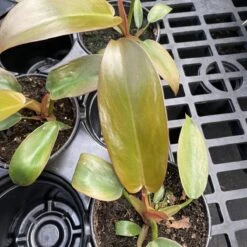 Philodendron ‘Sayaka’ – Rare Bronze-to-Green Glossy Foliage -Ed's plant shop philodendron sayaka rare bronze to green glossy foliage 365241