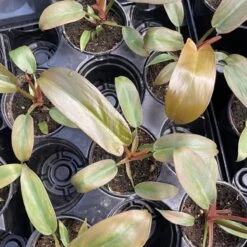 Philodendron ‘Sayaka’ – Rare Bronze-to-Green Glossy Foliage -Ed's plant shop philodendron sayaka rare bronze to green glossy foliage 403167