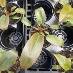 Philodendron ‘Sayaka’ – Rare Bronze-to-Green Glossy Foliage -Ed's plant shop philodendron sayaka rare bronze to green glossy foliage 473737