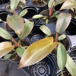 Philodendron ‘Sayaka’ – Rare Bronze-to-Green Glossy Foliage -Ed's plant shop philodendron sayaka rare bronze to green glossy foliage 512674