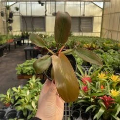 Philodendron ‘Sayaka’ – Rare Bronze-to-Green Glossy Foliage -Ed's plant shop philodendron sayaka rare bronze to green glossy foliage 637860