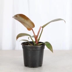 Philodendron ‘Sayaka’ – Rare Bronze-to-Green Glossy Foliage -Ed's plant shop philodendron sayaka rare bronze to green glossy foliage 898079