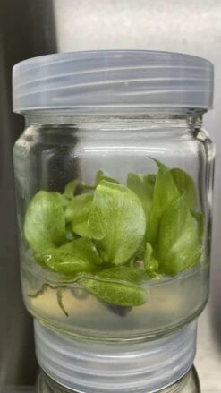 Philodendron Snowdrift Tissue Culture -Ed's plant shop philodendron snowdrift tissue culture 431841