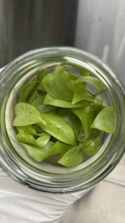 Philodendron Snowdrift Tissue Culture