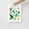 Philodendron Species ID Chart Botanical Houseplant Art Print 2 Philodendron Species ID Chart Botanical Houseplant Art Print -Ed's plant shop philodendron species id chart botanical houseplant art print 246211