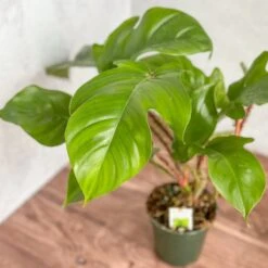 Philodendron Squamiferum - Red Bristle Philodendron -4 Inch -Ed's plant shop philodendron squamiferum red bristle philodendron 4 inch 135378