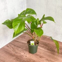 Philodendron Squamiferum - Red Bristle Philodendron -4 Inch -Ed's plant shop philodendron squamiferum red bristle philodendron 4 inch 914117