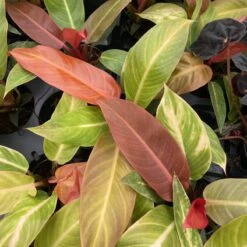 Philodendron ‘Sun Red’ – Vibrant Red-Tinted New Growth -Ed's plant shop philodendron sun red vibrant red tinted new growth 130353