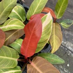 Philodendron ‘Sun Red’ – Vibrant Red-Tinted New Growth -Ed's plant shop philodendron sun red vibrant red tinted new growth 145331