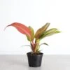 Philodendron ‘Sun Red’ – Vibrant Red-Tinted New Growth -Ed's plant shop philodendron sun red vibrant red tinted new growth 195685