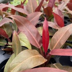 Philodendron ‘Sun Red’ – Vibrant Red-Tinted New Growth -Ed's plant shop philodendron sun red vibrant red tinted new growth 320588