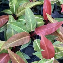 Philodendron ‘Sun Red’ – Vibrant Red-Tinted New Growth -Ed's plant shop philodendron sun red vibrant red tinted new growth 393003
