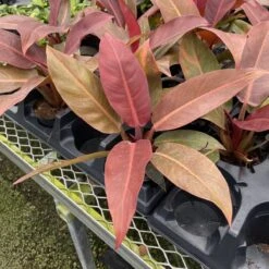 Philodendron ‘Sun Red’ – Vibrant Red-Tinted New Growth -Ed's plant shop philodendron sun red vibrant red tinted new growth 491932