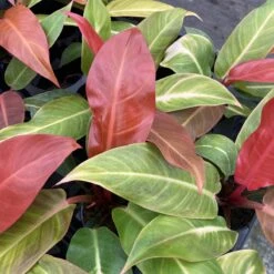 Philodendron ‘Sun Red’ – Vibrant Red-Tinted New Growth -Ed's plant shop philodendron sun red vibrant red tinted new growth 542348