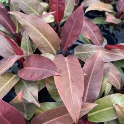 Philodendron ‘Sun Red’ – Vibrant Red-Tinted New Growth -Ed's plant shop philodendron sun red vibrant red tinted new growth 582769