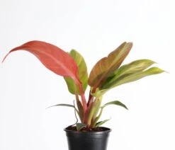 Philodendron ‘Sun Red’ – Vibrant Red-Tinted New Growth -Ed's plant shop philodendron sun red vibrant red tinted new growth 794138
