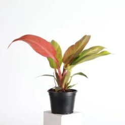 Philodendron ‘Sun Red’ – Vibrant Red-Tinted New Growth -Ed's plant shop philodendron sun red vibrant red tinted new growth 847823