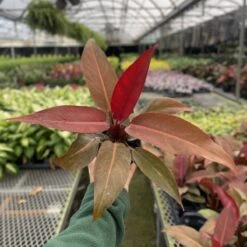 Philodendron ‘Sun Red’ – Vibrant Red-Tinted New Growth -Ed's plant shop philodendron sun red vibrant red tinted new growth 858681