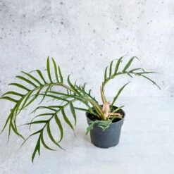 Philodendron 'Tortum' - Lace Leaf Philodendron - 4.5 Inch -Ed's plant shop philodendron tortum lace leaf philodendron 45 inch 423856