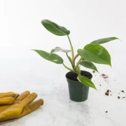 Philodendron 'White Princess' - White Princess Philodendron - Various Sizes -Ed's plant shop philodendron white princess white princess philodendron various sizes 944724