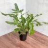 Phlebodium Aureum 'Blue Star Fern' -Ed's plant shop phlebodium aureum blue star fern 4 inch 839104