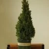 Alberta Spruce ‘Conica’ – Dwarf White Spruce, Compact Holiday Evergreen -Ed's plant shop picea glauca alberta spruce 115325