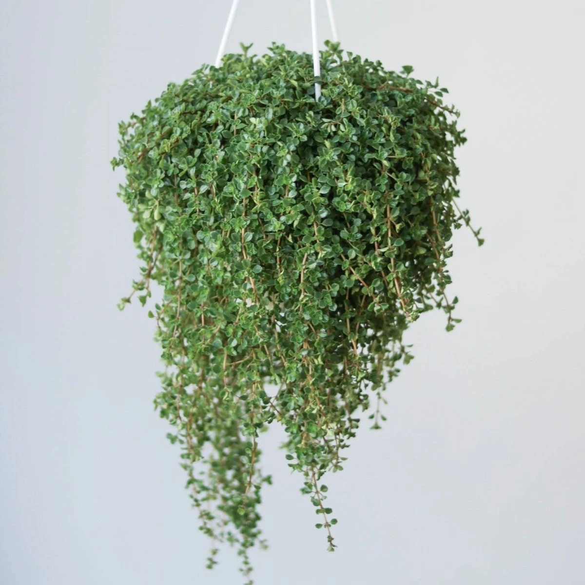 Pilea Depressa 'Baby Tears' - 4.5 Inch Hanging Basket 4 Pilea Depressa 'Baby Tears' - 4.5 Inch Hanging Basket - Image 2
